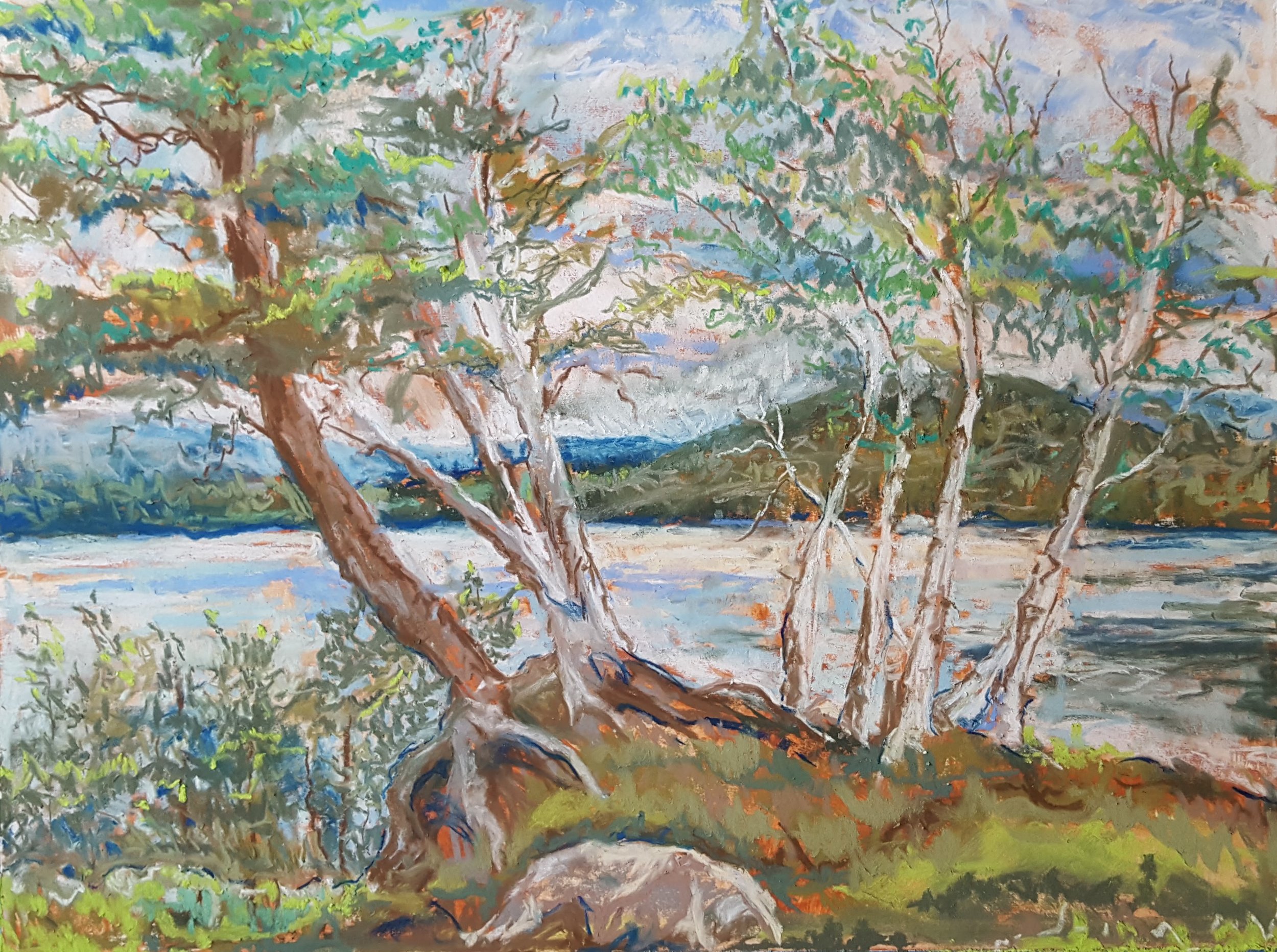 Sagamore Birch Trees, Pastel