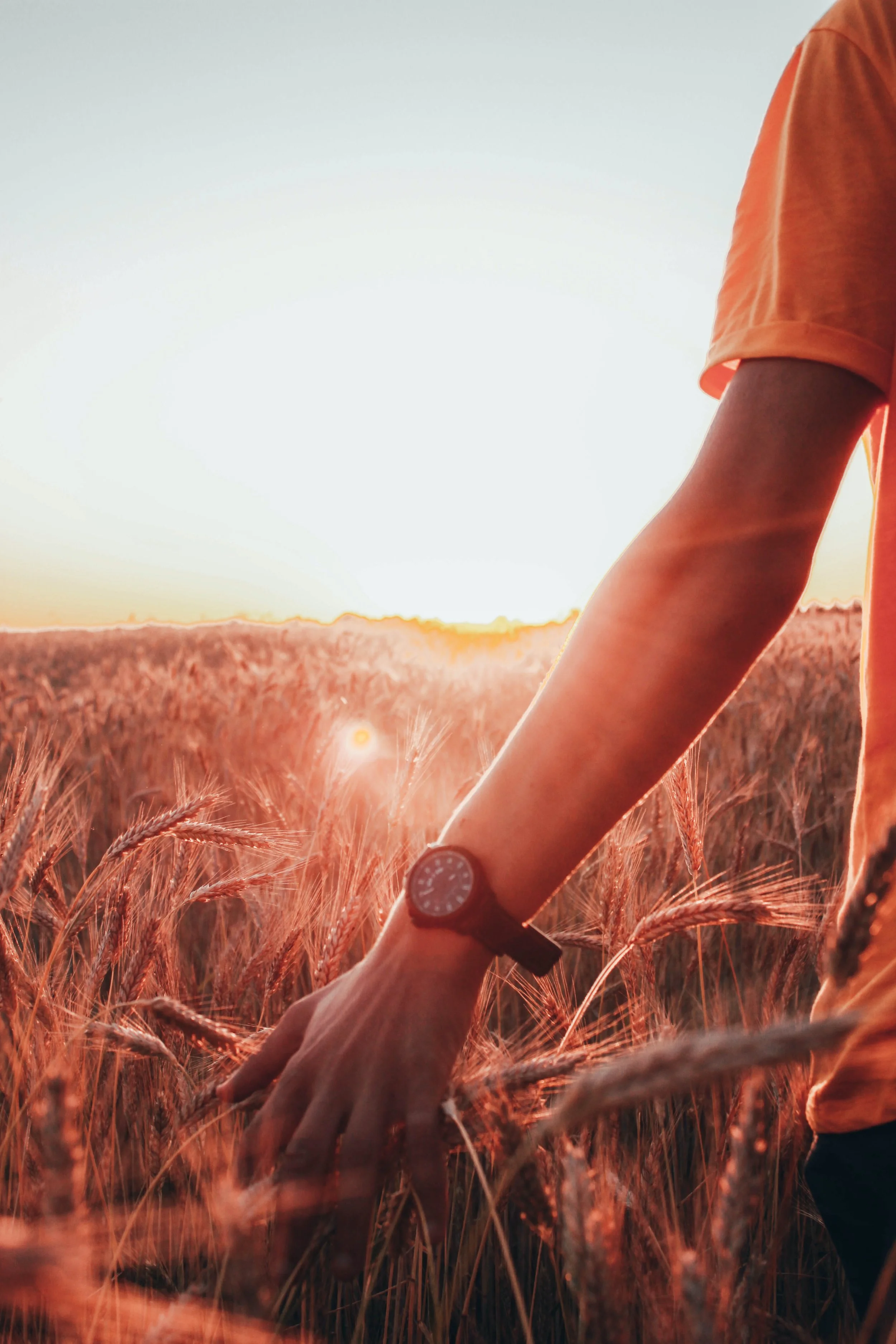 A person wearing an orange shirt and a watch is touching tall wheat in a field during sunset.