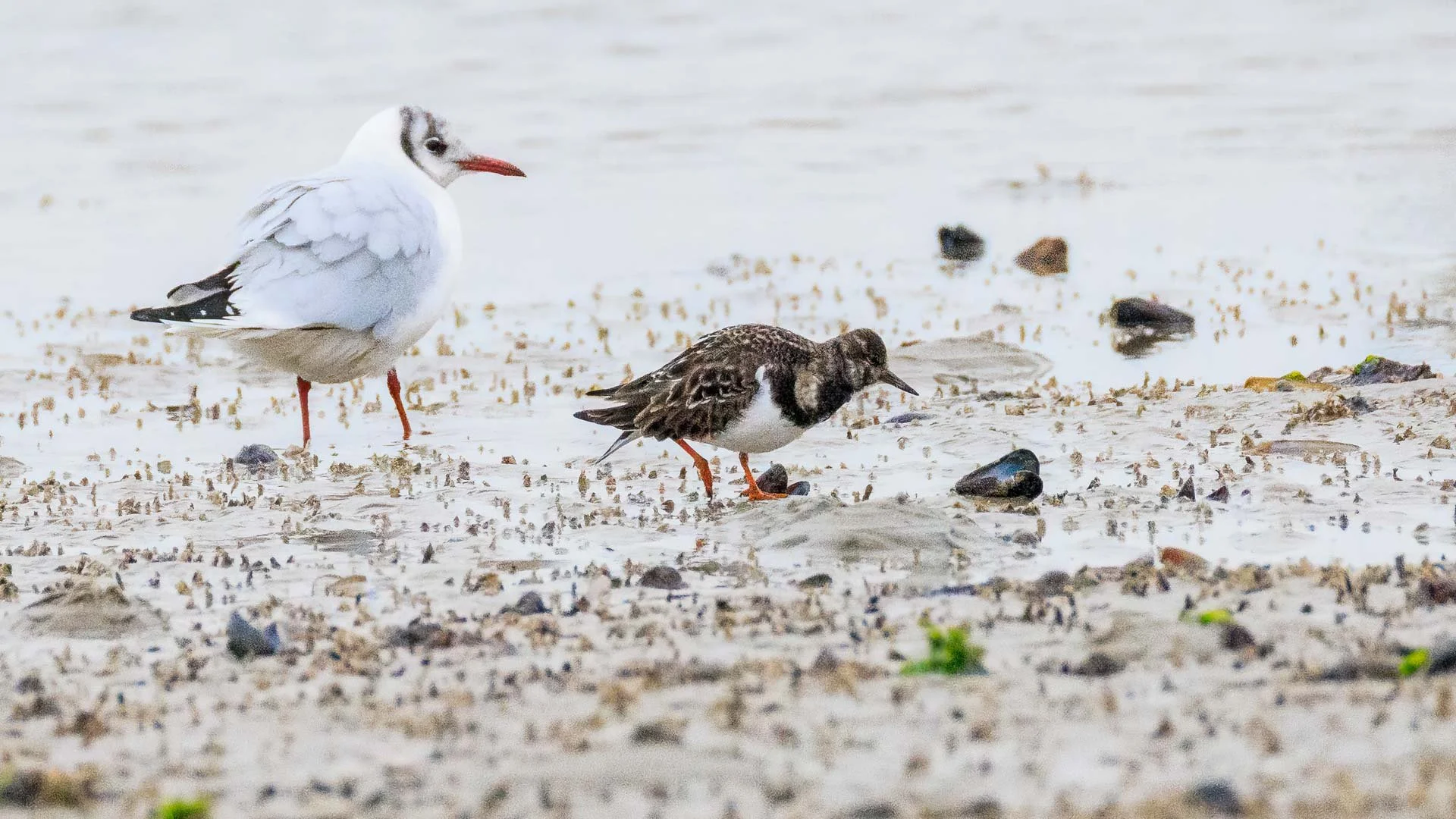 Kokmeeuw en steenloper