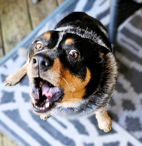 Excessive Dog Barking