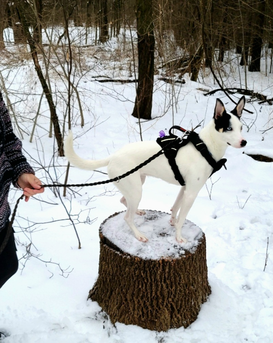 Improving your dog's confidence