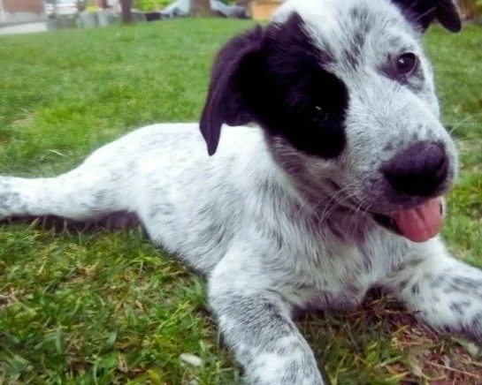 Positive Dog Training