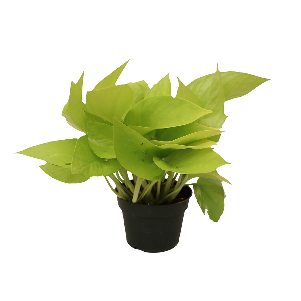 live-neon-pothos-houseplant-amazon.png