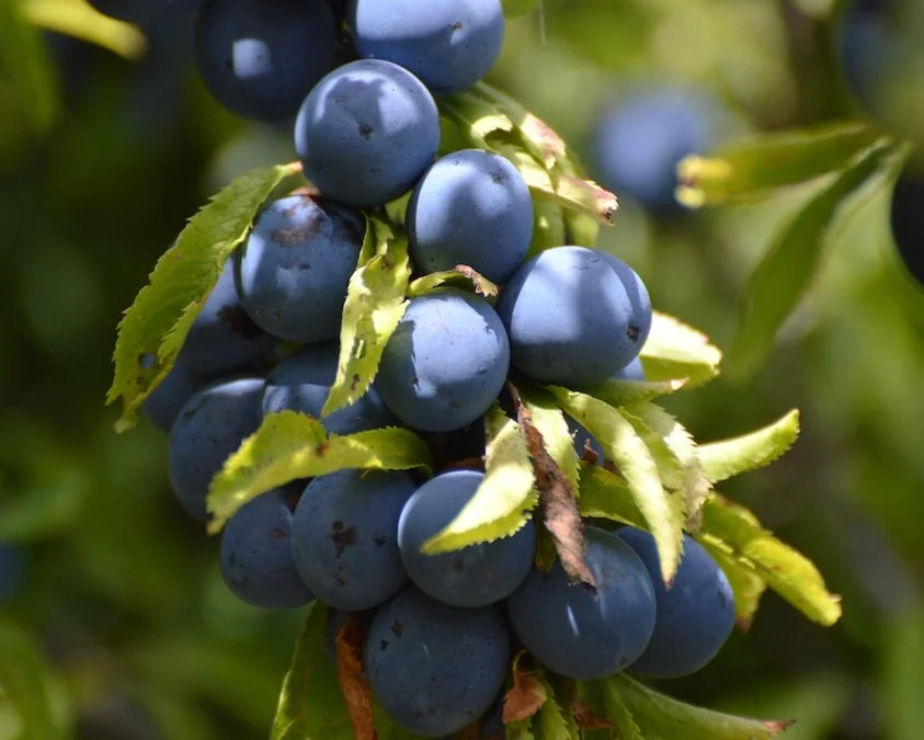 Veg Club: How to Grow Tree Fruit