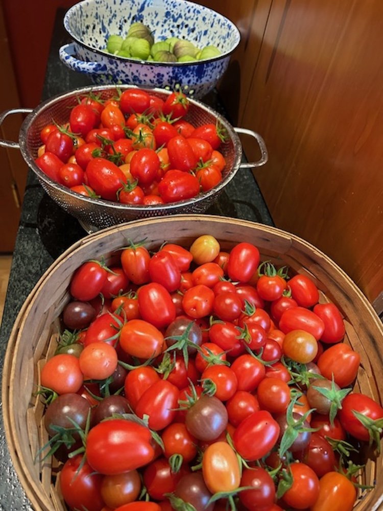  Debra Garvey's tomatoes 