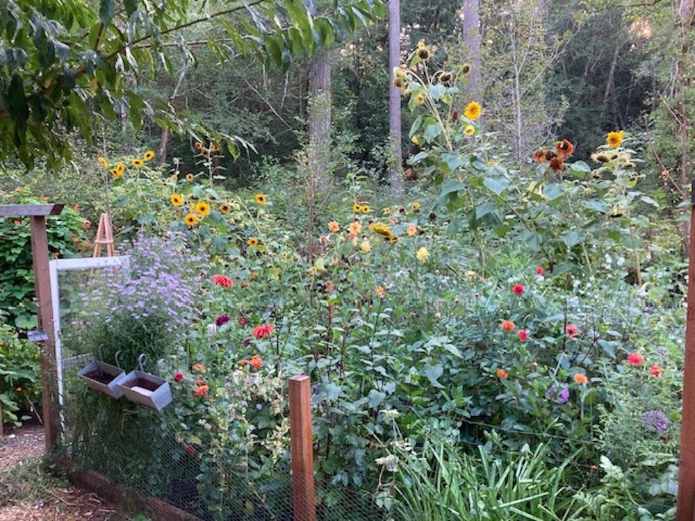  Lara Lant's eden of food, flowers, &amp; birds 