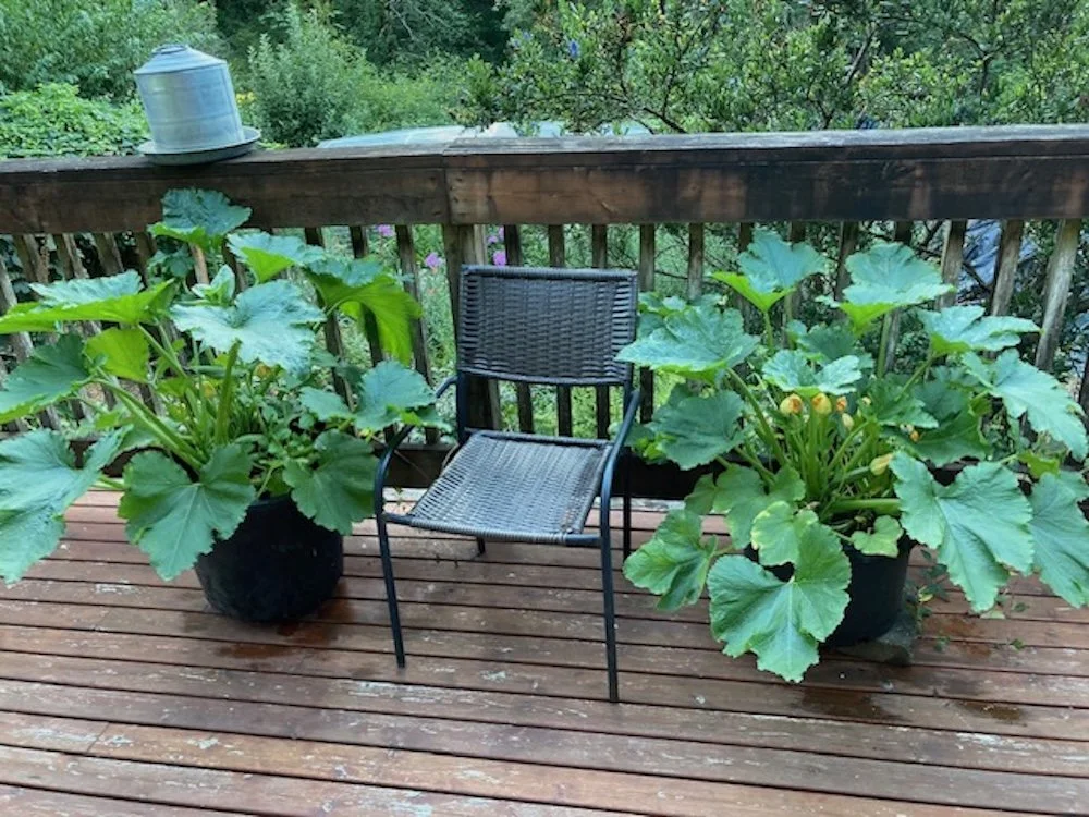  Growing works on Lara Lant's deck 