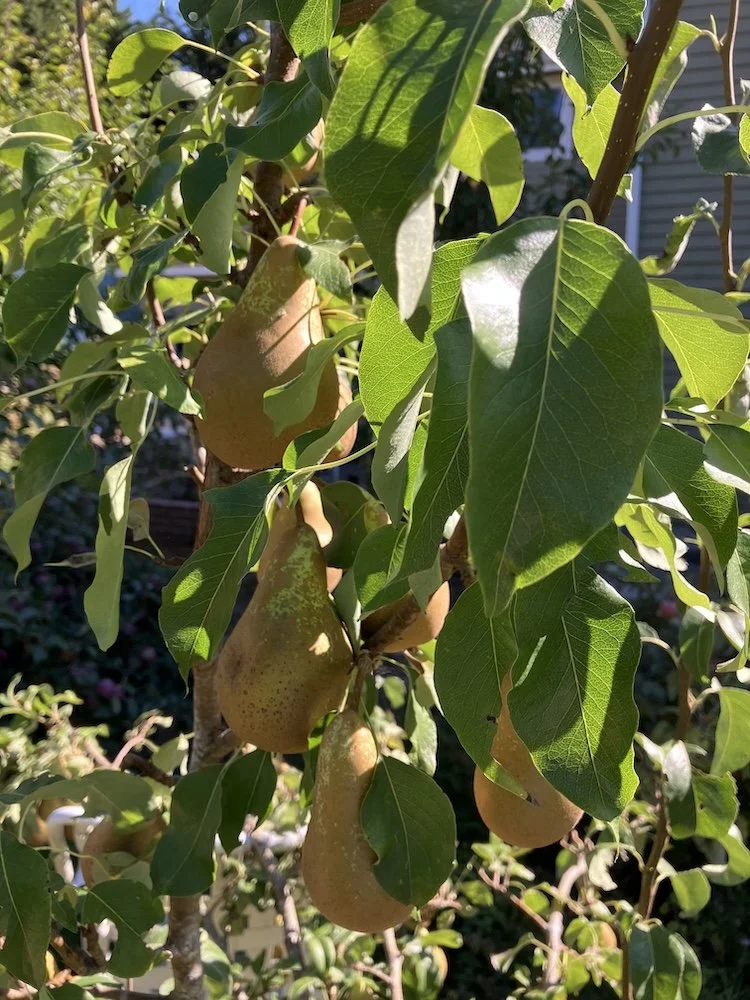  Carol Rappaport's pears &amp; apples went to Fishline. 