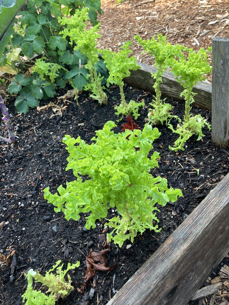  Fran Korten harvests lettuce continuously from the bottom up for more food for banks from less space. 