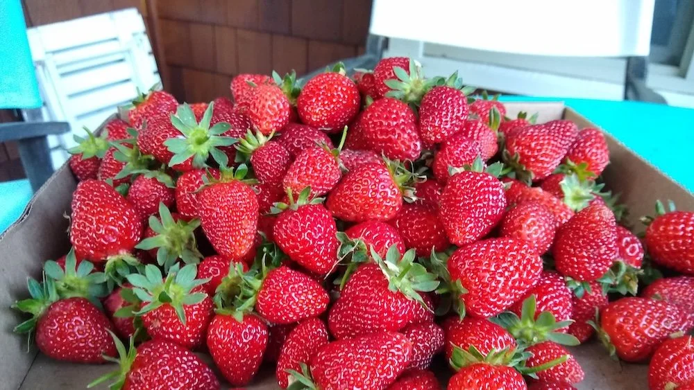 Food banks are always eager for fresh berries. 