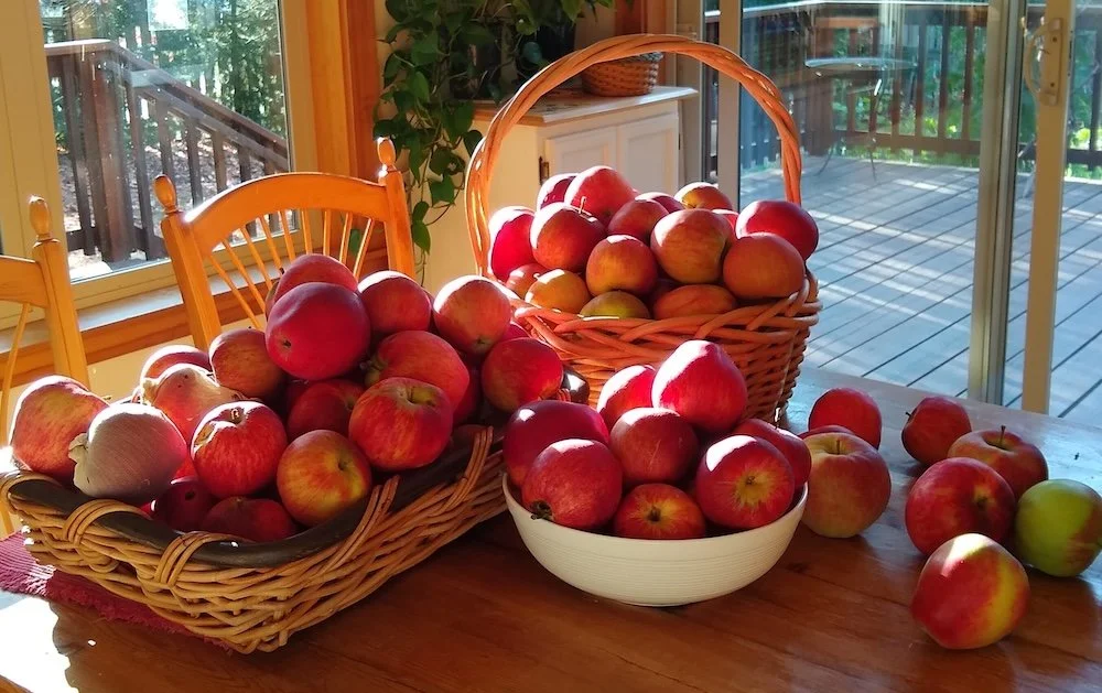  You, too, can easily grow larger, pest-free fruit for donation. Our partner, BI Fruit Club, will show you how. 