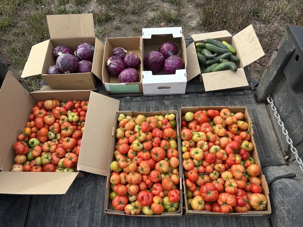  John McInnes dedicated this season to growing for food banks in two gardens on the peninsula, donating to several banks. 