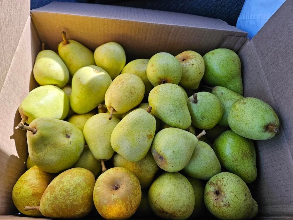  More beautiful pears from Connie Yenne 