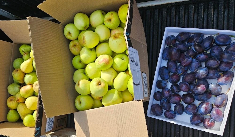  Connie Yenne took Sophia up on her offer to help, donating high quality pears, apples, and plums. 