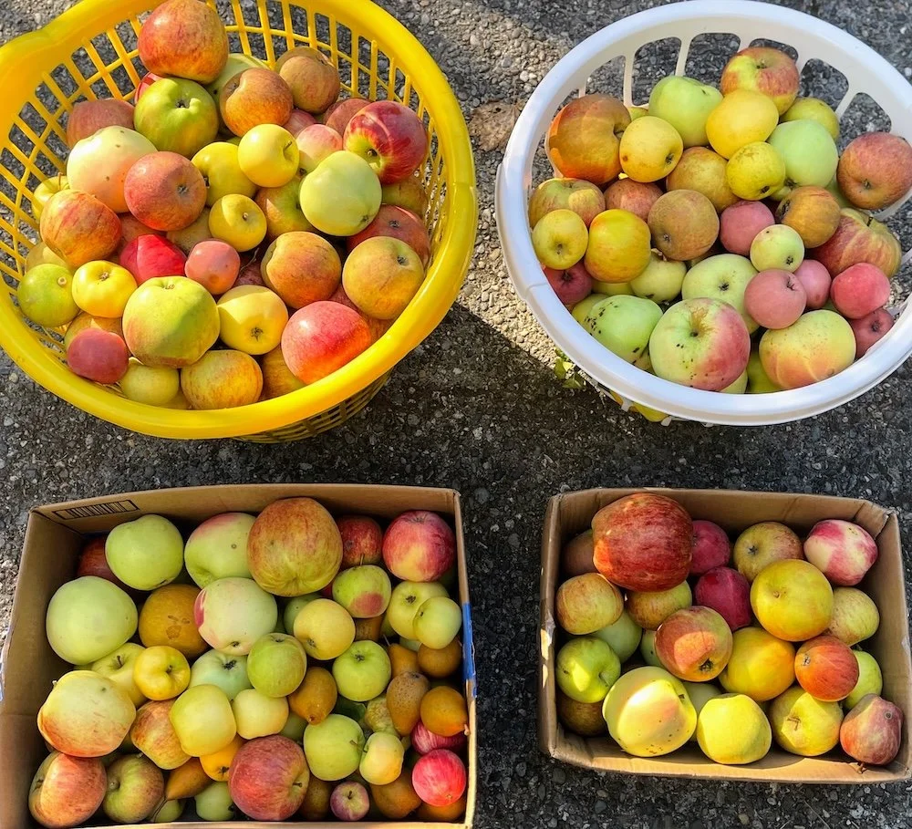  Fruit Club members worked together to donate 123 pounds of apples &amp; pears from City-owned, historic Johnson Farm. 