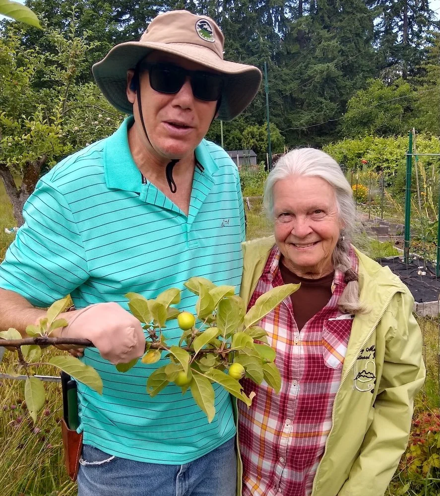  Fruit Club's Greg Goodwin &amp; Barbara Meuser thin &amp; sock apples to improve fruit quality, &amp; thus storage life, for the food bank. 