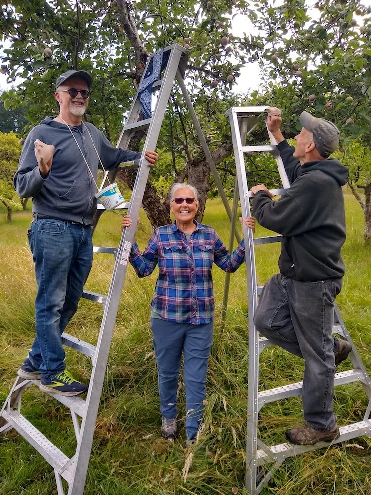  BI Fruit Club carefully improved size &amp; quality of tree fruit at historic Johnson Farm, which is managed by Friends of the Farms. Here are Darren Murphy, Sonja Bertsch, &amp; Mark Ashley at work. 