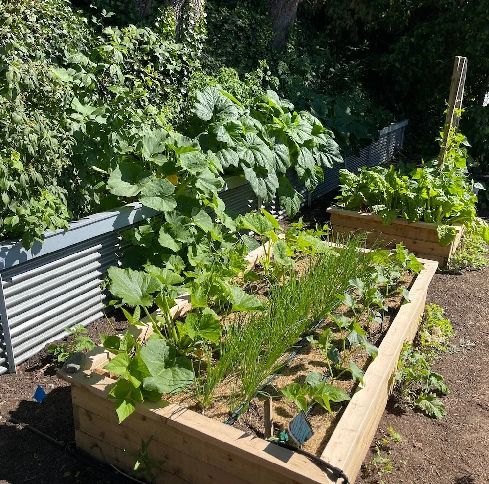  Our sub-program, Growing Connections, matched donated gardens with growers who volunteer to grow for food banks. 