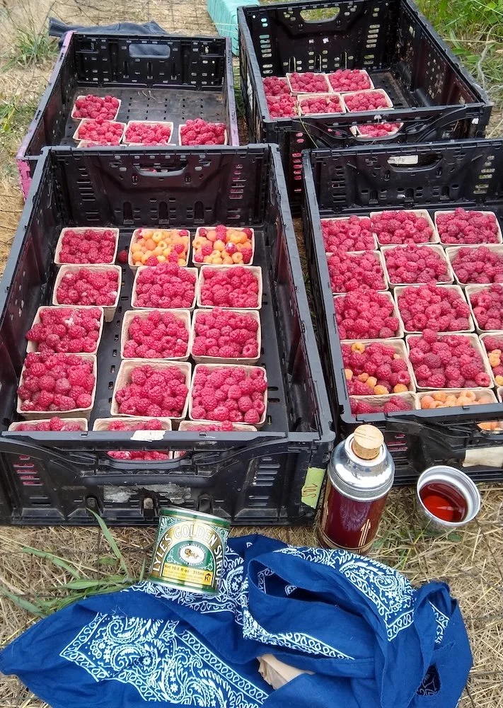  You, too, can volunteer at one of two food bank farms on BI &amp; learn from experienced growers, even if you know nothing about growing. 