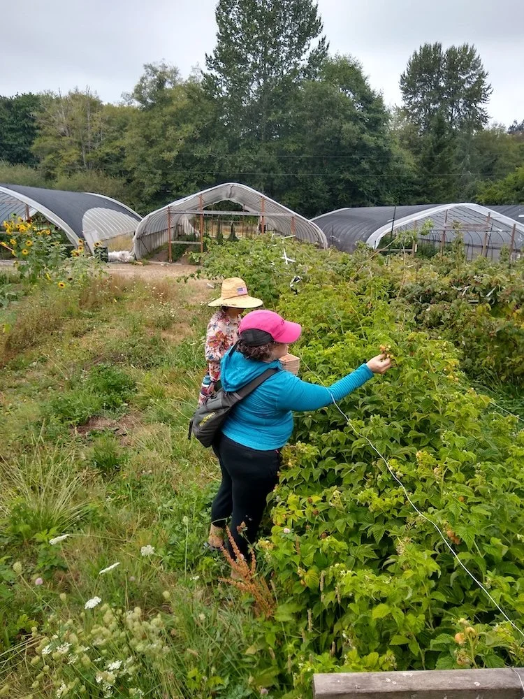 Veg Club members sprang into action with just a few hours notice to help harvest at Peaceful Morning Farm, which grows exclusively for food banks. 