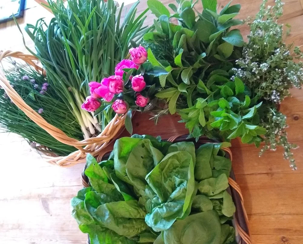  Veg Club's grower-network &amp; partners responded to the food security crisis by volunteering at food bank farms, ensuring quality fruit harvests, growing in donated spaces, &amp; dedicating more of their own gardens to crops for our hungry neighbo