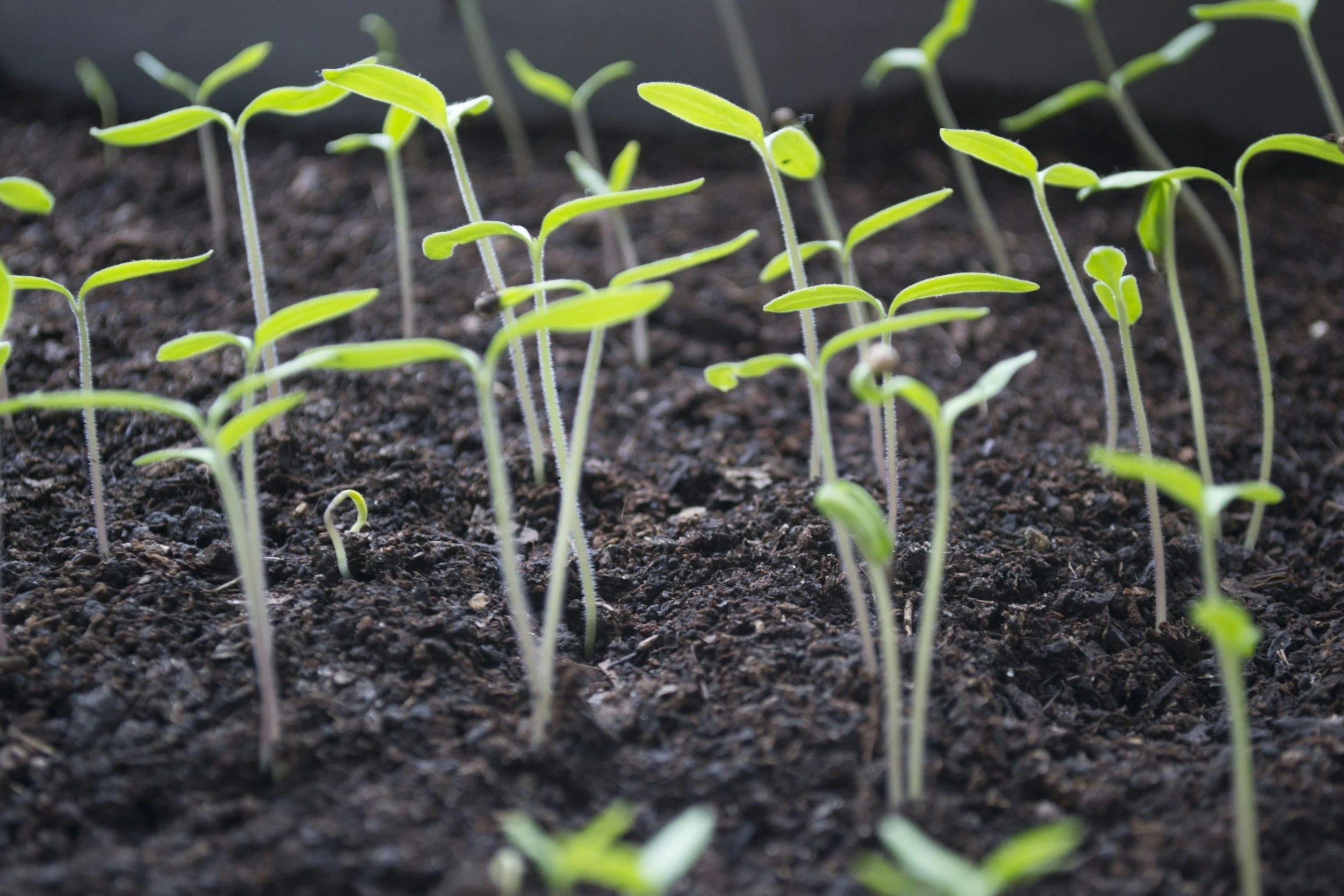 Tiny sprouts pushing up from a garden bed