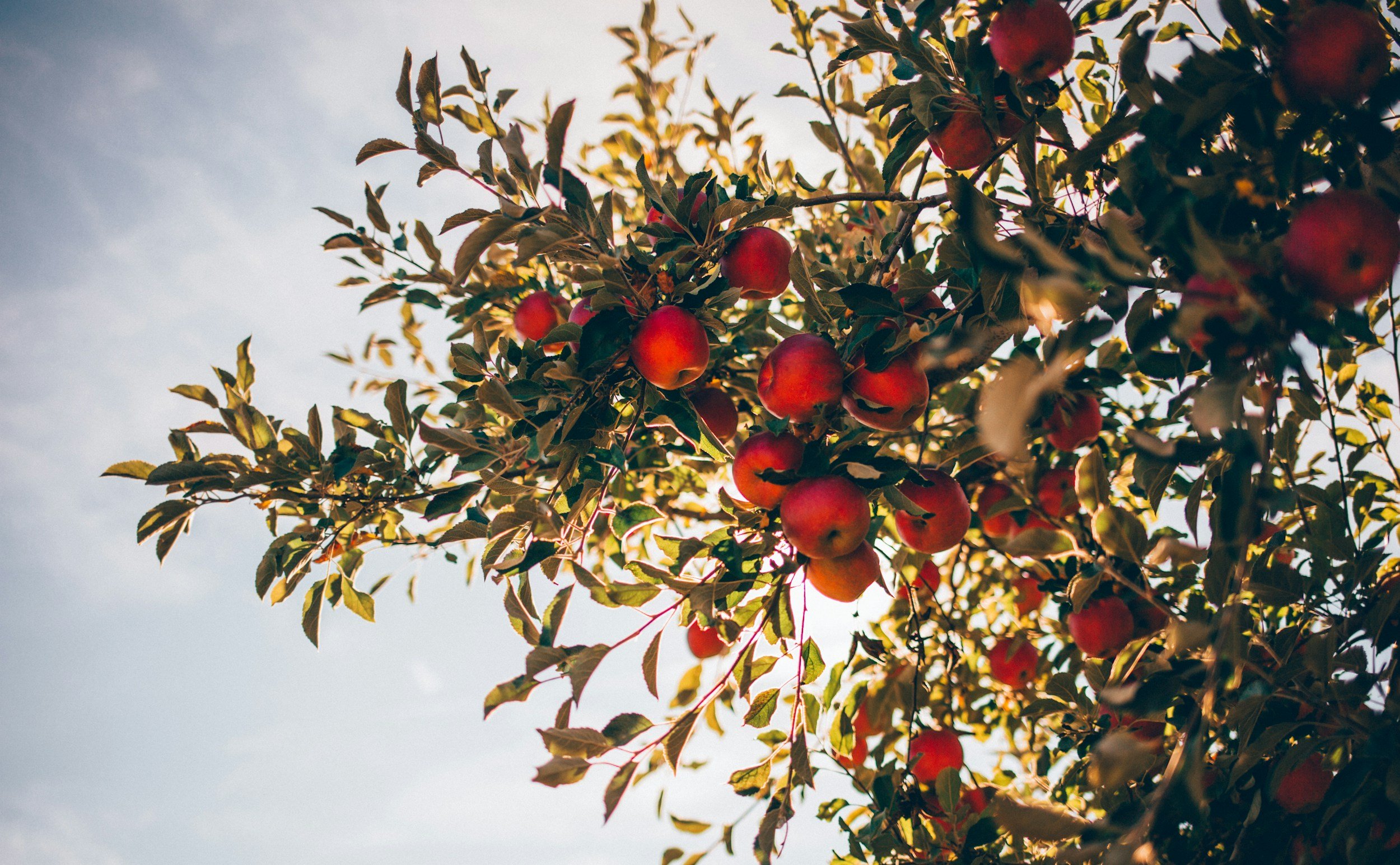 An image looking up toward the sky of an apple tree branch laden with red apples