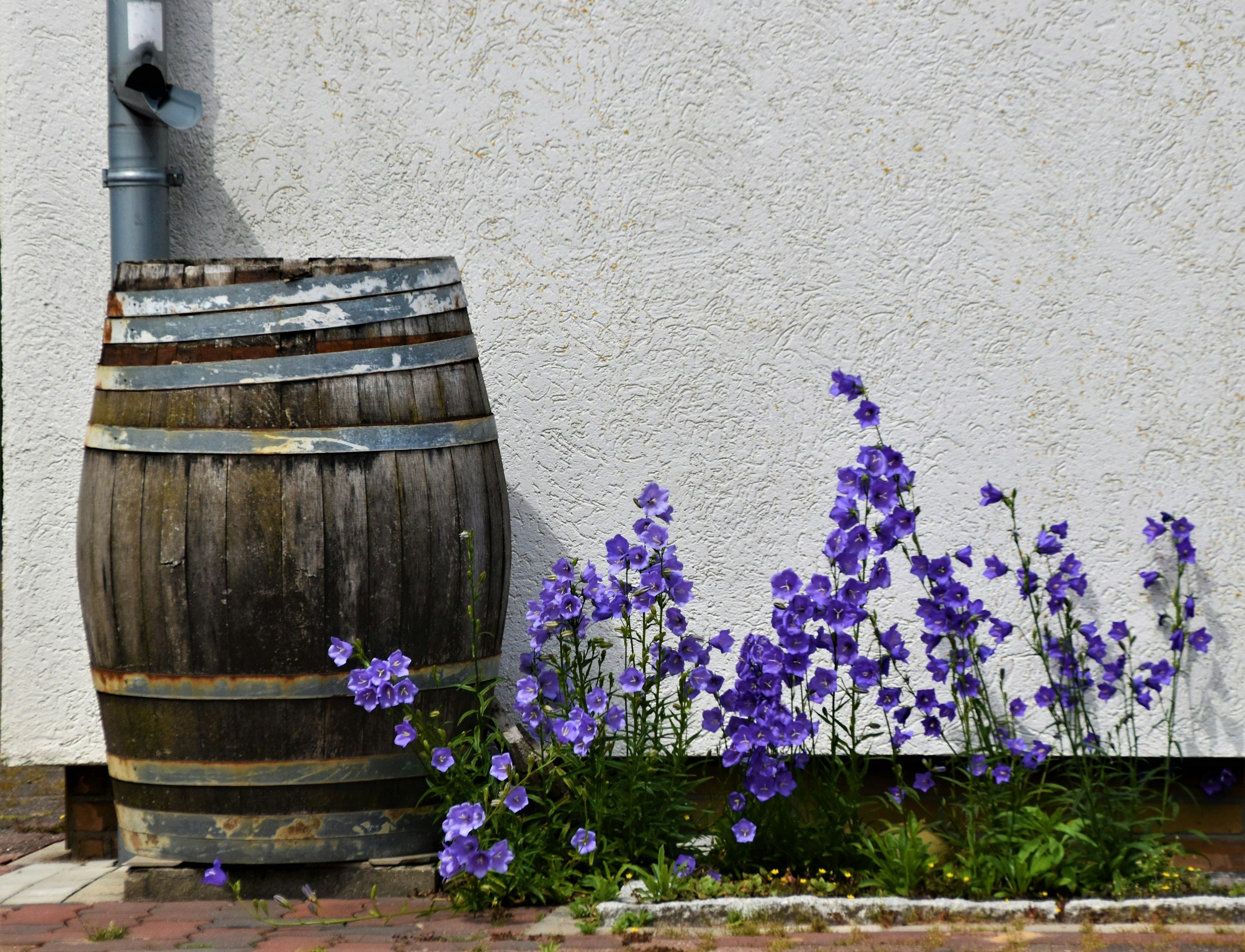 Rain barrel and purple flowers
