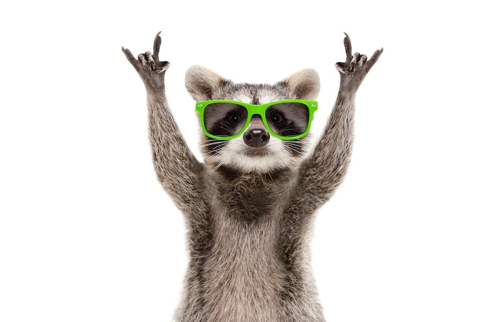 Ready Racoon in sunglasses giving the hang ten sign.