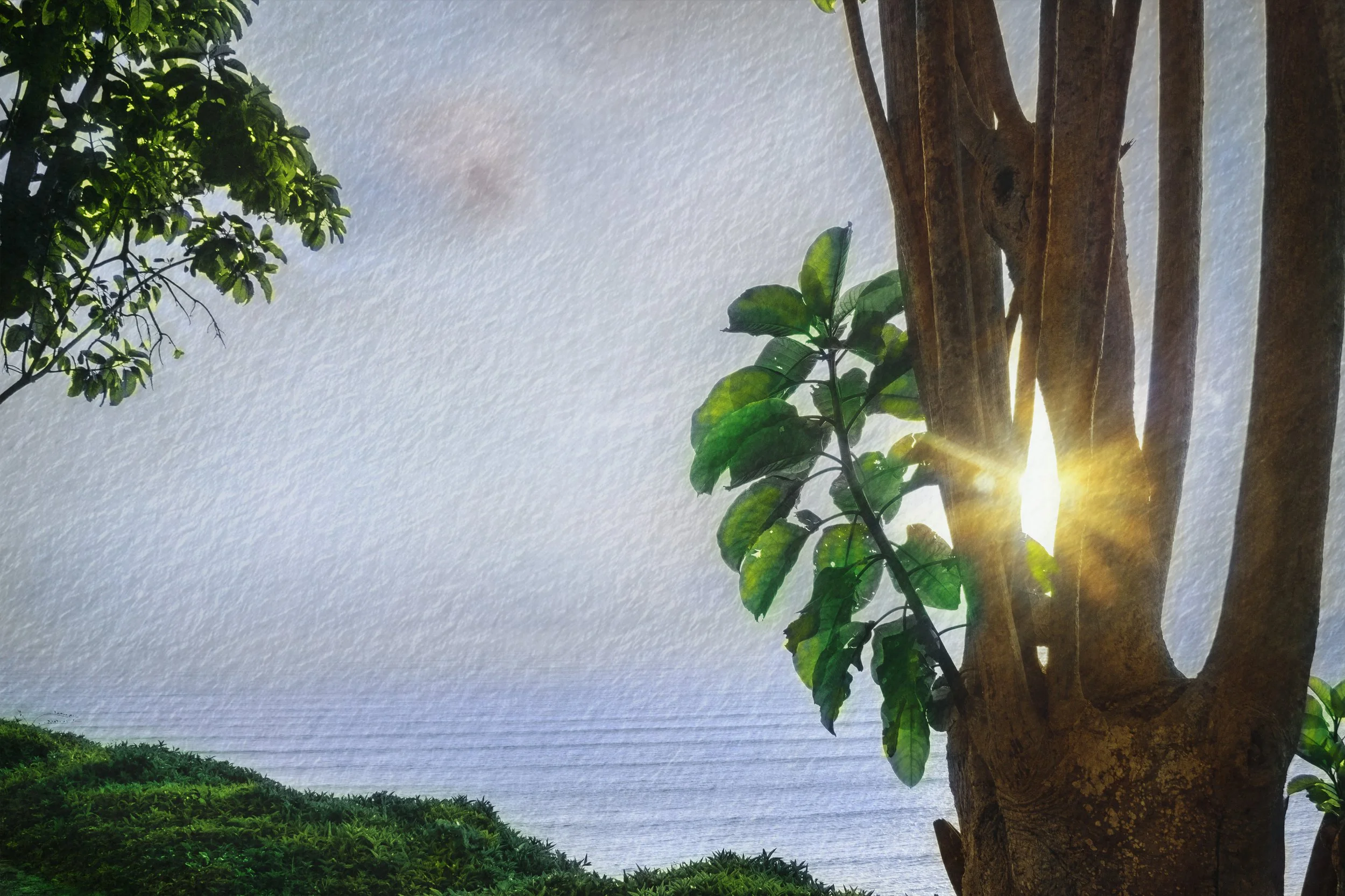 Radiance Through the Canopy.jpg