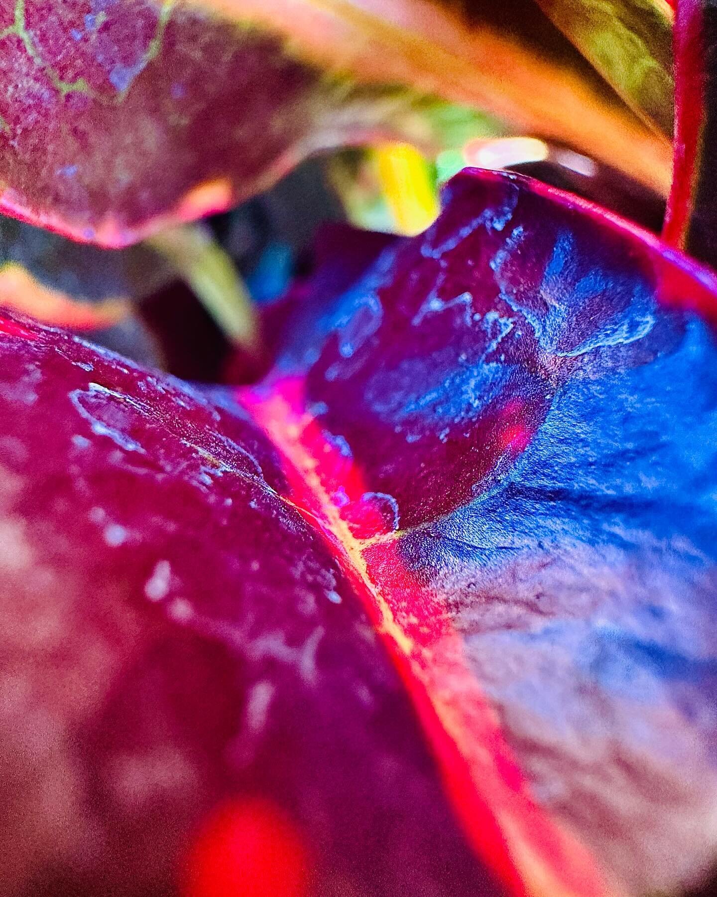 Sometimes, the way the light hits and the shadows add depth and a plant is full of its own power, you get a rainbow. It&rsquo;s quite incredible and not the sort of bold colors you expect from a leaf. But oh boy if it doesn&rsquo;t just make my heart