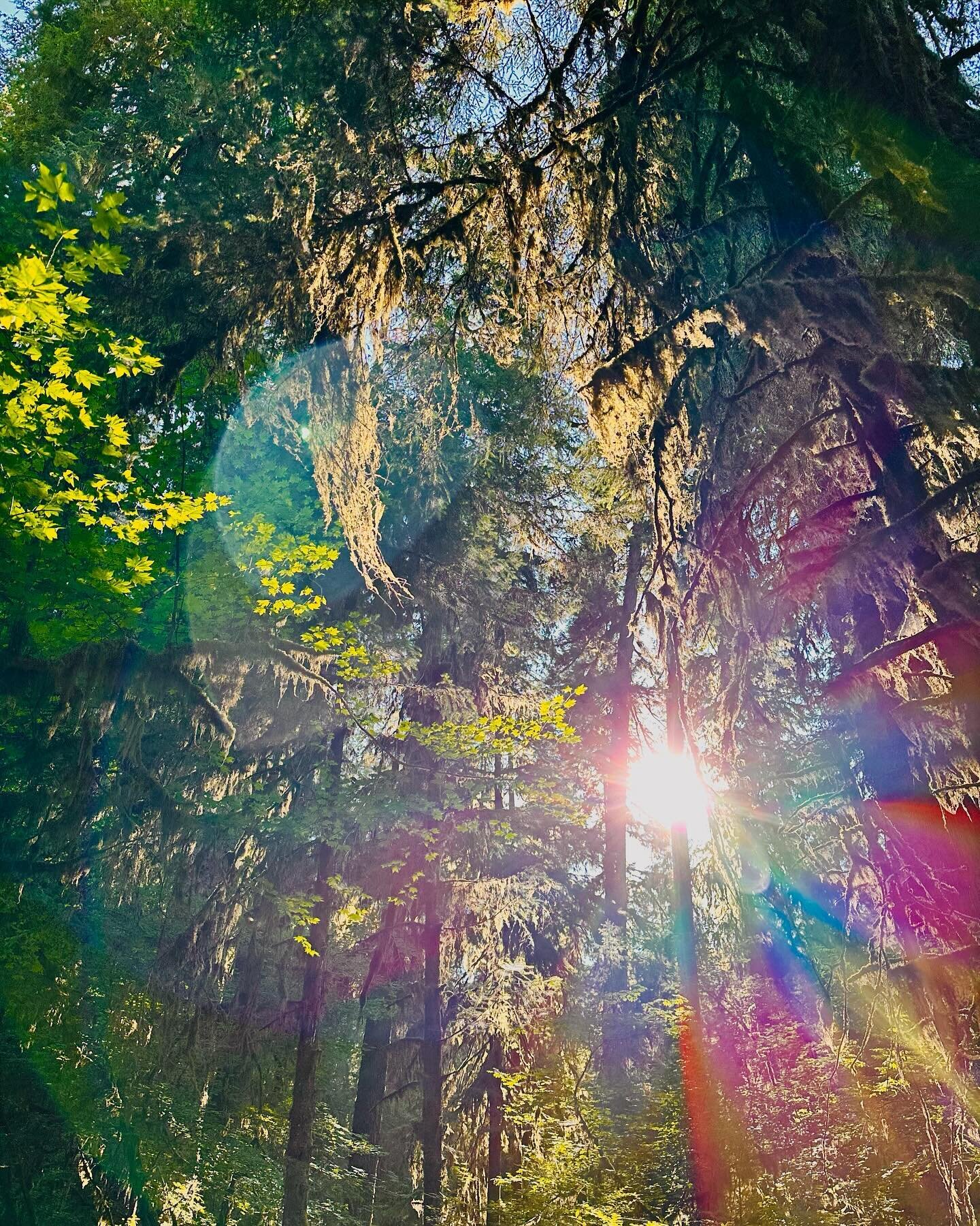 I am a little obsessed with sunflares, especially when they create rainbows in my images. It&rsquo;s so beautiful to be warmed and blinded by the sun. It&rsquo;s a special kind of comfort. 

#sunflare #rainbows #trees #fineartphotography #warm #fores