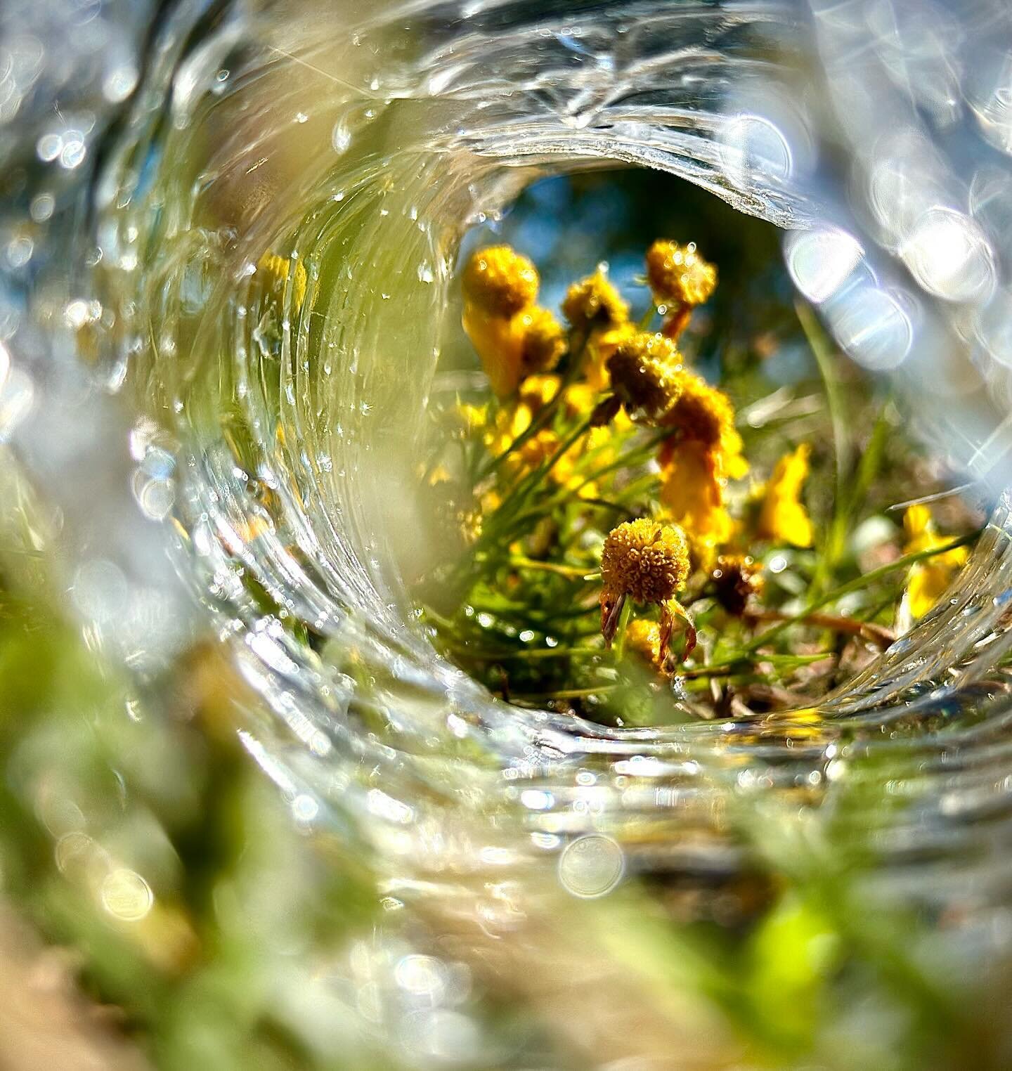 Just a fun project I did with my Homeschool Photography class I teach. These kids keep me on my toes and constantly looking for creative ways to create beautiful art!

#fineartphotography #floral #water #creative #teaching #homeschool #cooperative #g