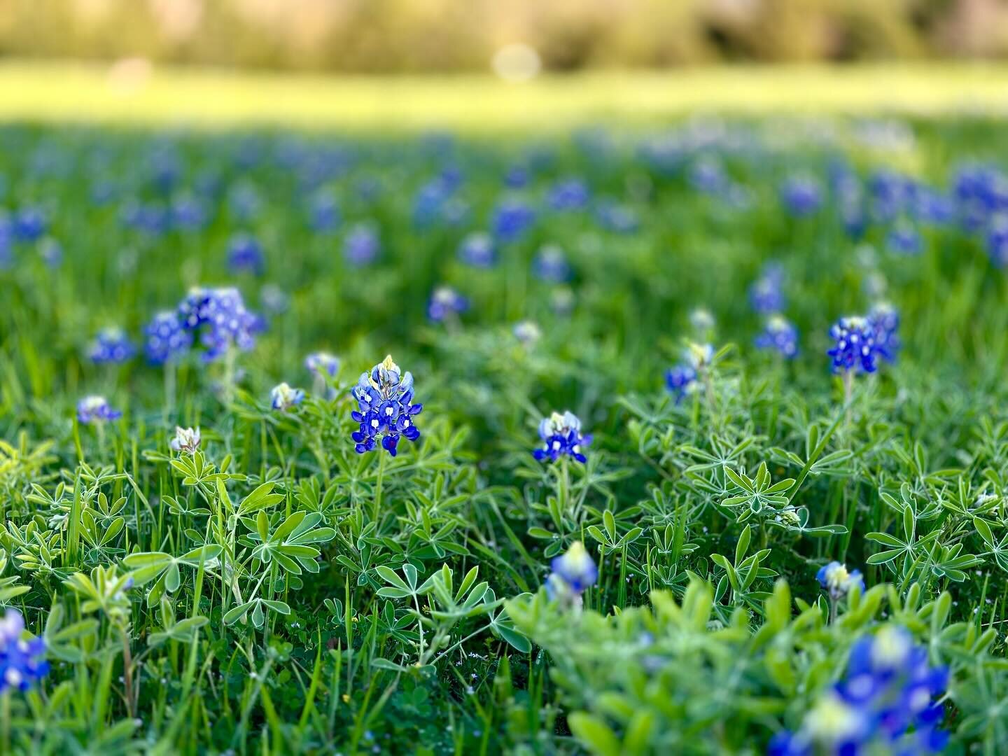 Took a quick drive by my field today!!!! Hope you are ready 🪻🥰

#bluebonnets #bluebonnetminisessions #bluebonnetminis #dallasfamilyphotographer #rockwall #lavon #josephine #collincounty #garland #wildflowerseason