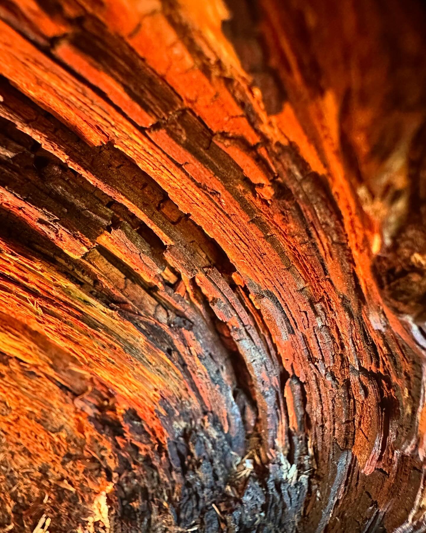 The bark of this 800 year old Juniper tree was just so stunning as the sun set in Black Canyon of the Gunnison National Park! 

#blackcanyonofthegunnison #colorado #summer #juniper #macrophotography #explore