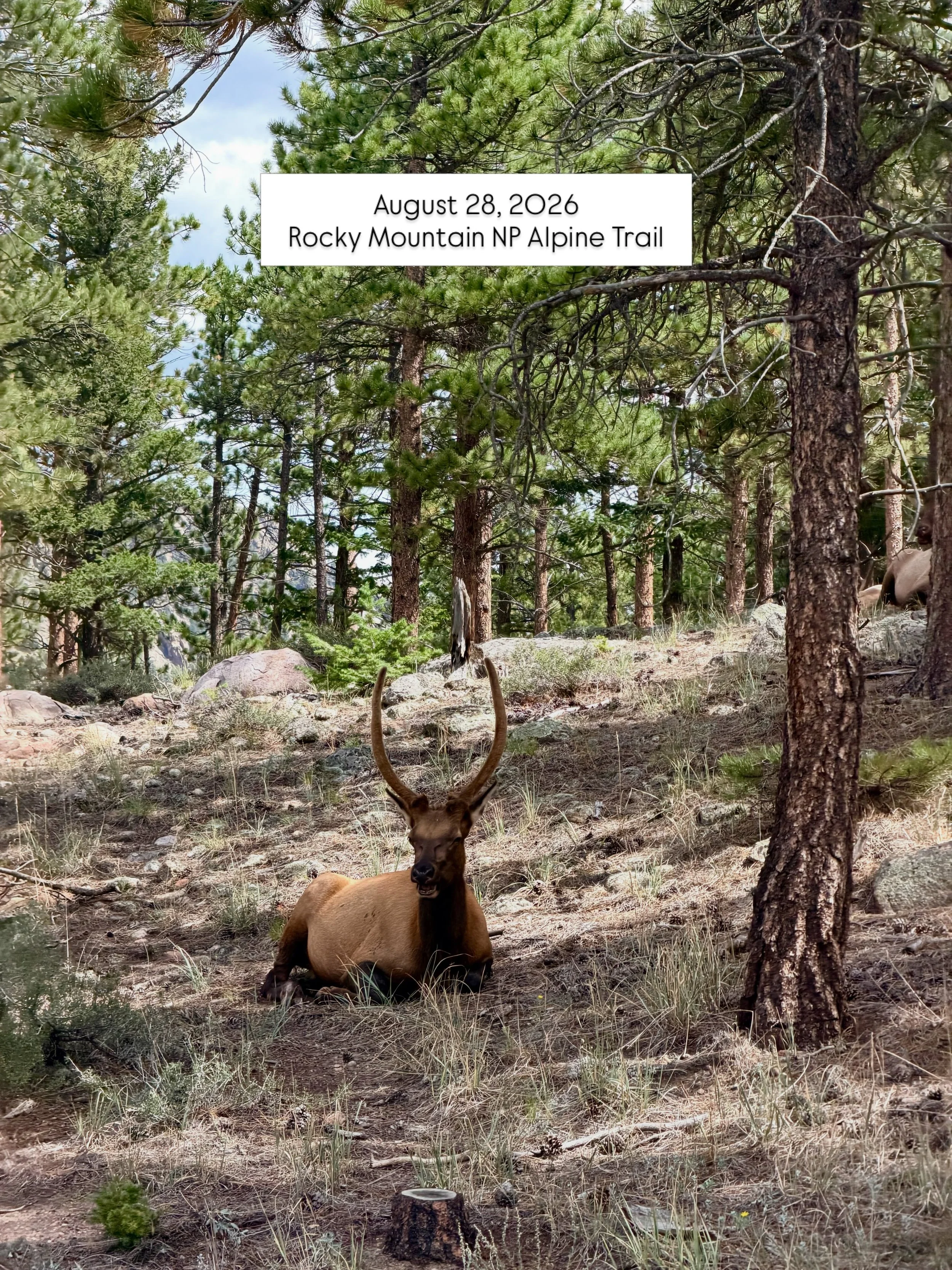 8/28/26: Rocky Mountain National Park Alpine Trail

We packed up our campsite and headed towards the Alpine Trail. We saw elk, finally saw a pika at the lookout, and enjoyed a rainstorm thru the woods. 

We came upon the continental divide and I real