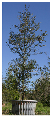 A tall tree planted in a large pot against a clear blue sky.