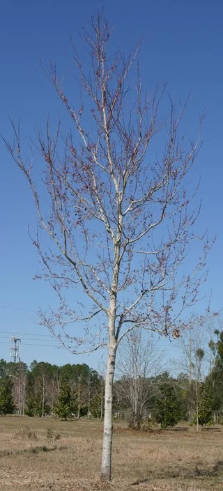 Strong structure 1.jpg