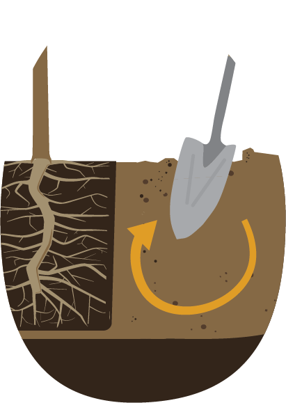 Section illustration of planting a tree with a shovel.