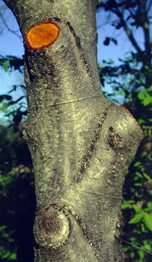 Close-up of a tree trunk with fresh orange-colored wood visible where a branch was cut.