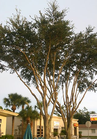 Tall trees with multiple trunks in front of a shopping center. The branches are all leafless except at the very top of the tree.