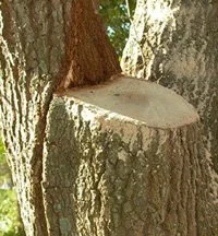 Tree with a freshly cut branch or trunk section