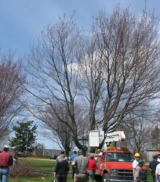 Utility workers using a bucket truck to trim a tree in a park with several people observing,. The tree has many upwards growing branches.