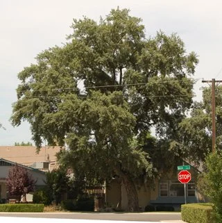 1 year post thinning