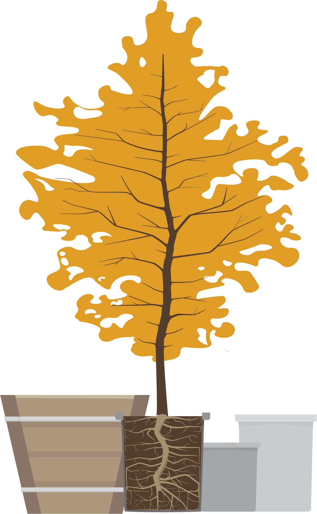 Illustration of a tree in a pot showing the roots underground, with three differently sized pots surrounding the tree.
