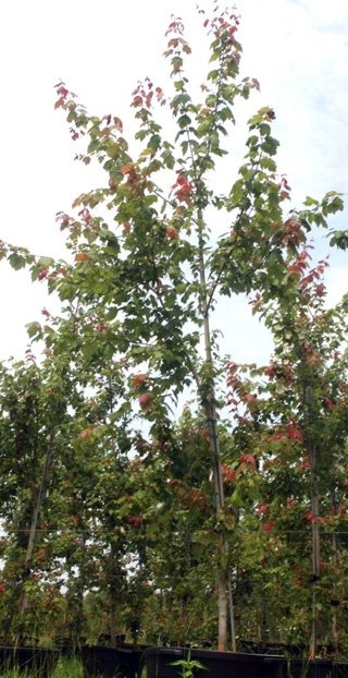 A young tree with green leaves and some red berries or flowers, planted in a garden or nursery with other trees and plants behind it.
