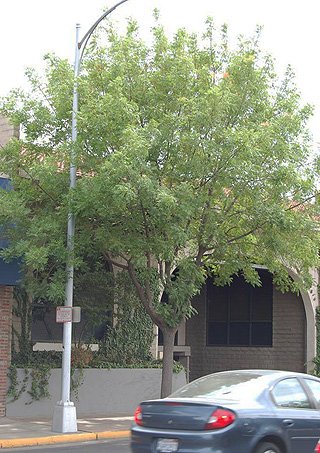 A tree in front of a building with a car passing by on the street. The tree has two upward growing branches about 10' off the ground.
