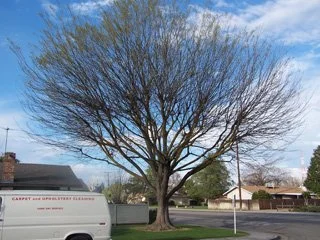 Large leafless tree in a suburban neighborhood yard with green buds starting to appear at the ends of branches.