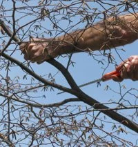 The branch is cut at angle to minimize wound diameter