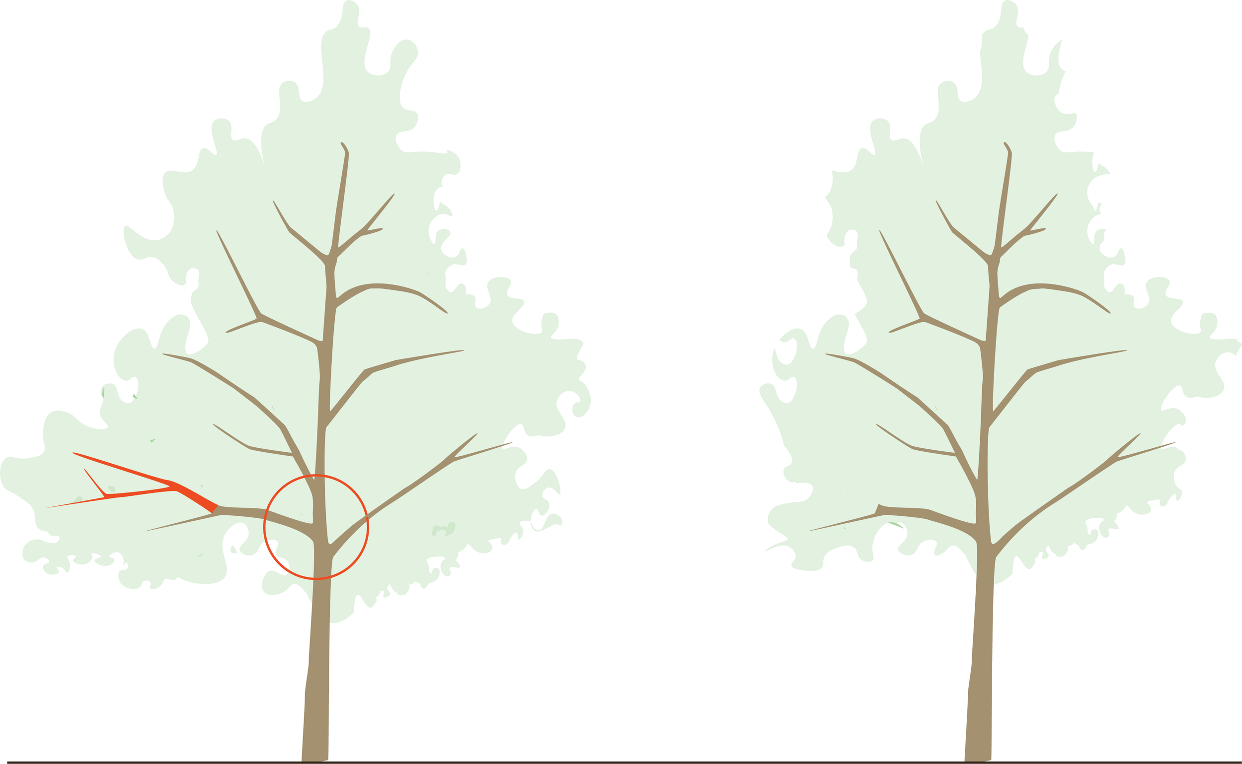An illustration with two trees. The connection between large lower branch of the left tree and the trunk is circled in red and the branches halfway up the branch are colored red as well. In the right illustration this branch is shortened.
